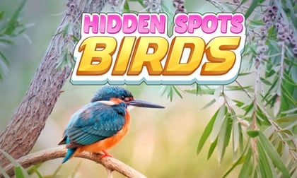 Hidden Spots - Birds game thumbnail